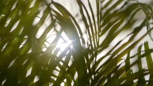 Sun shining trough palm leaves, wind blowing slow mo