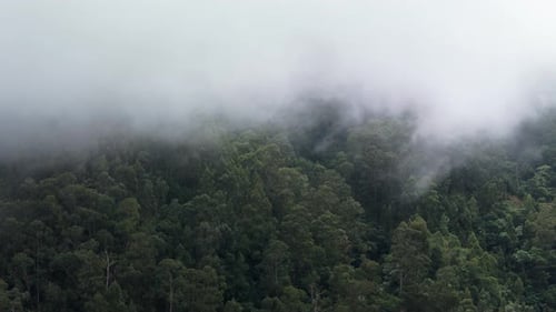 Madeira Island Forest Landscape Covered With Clouds Drone Footage