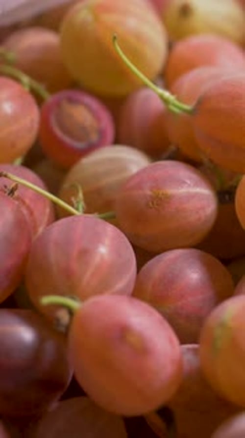 Close-up of Gooseberries