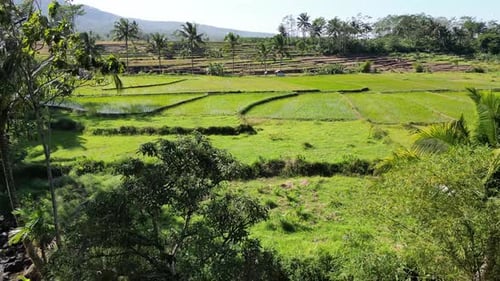 Rice Field Aerial Shot in Purwokerto