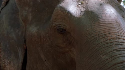 Adult elephant grabbing bamboo and flapping ears while eating, Thailand – close up