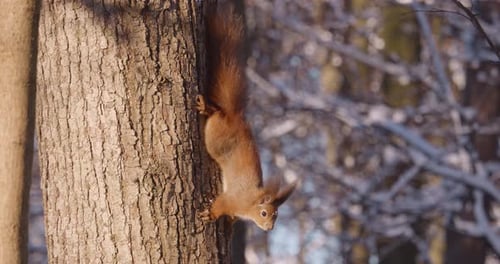Two forest squirrels run along the bark of a tree trunk in winter.