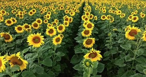 Closep of sunflower field to the horizon in summer, Poland