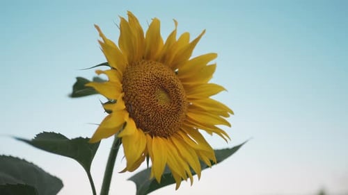 Close up of a vibrant sunflower against a clear blue sky, symbolizing summer's warmth.