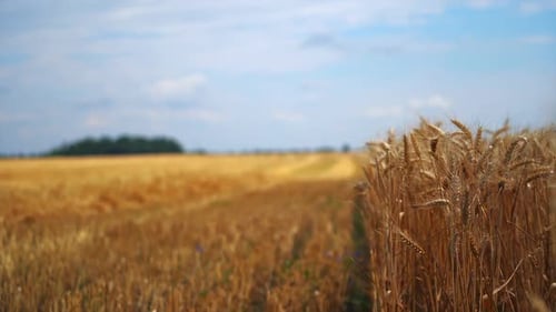 Ears of wheat on the background of beveled field. Wheat field with yellow spikelets in summer.