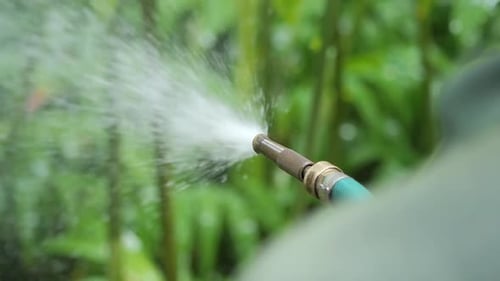 Watering Plants in the Garden