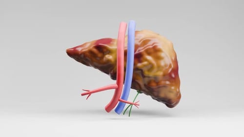 Medical Anatomy 3d Render Liver Organ Rotation on White Background Hepatic Human Organ
