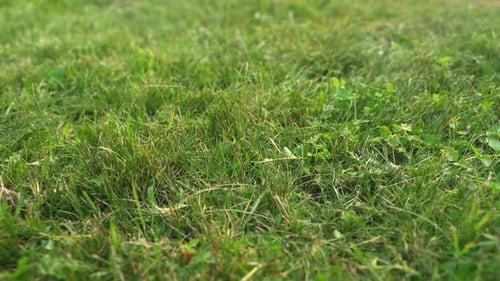 Green Grass Texture Background Closeup Slow Panoramic Motion