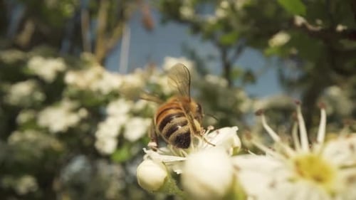 Bee Sitting on Flowering Plants in Spring