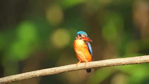 Colorful Kingfisher Perched on Branch in Tropical Forest