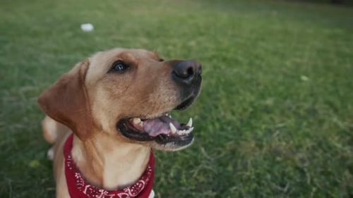 Porträt Glücklicher Hund Gold Labrador blickt in die Kamera im Park bei Sonnenuntergang, junges hübsches Spieltier, Natur