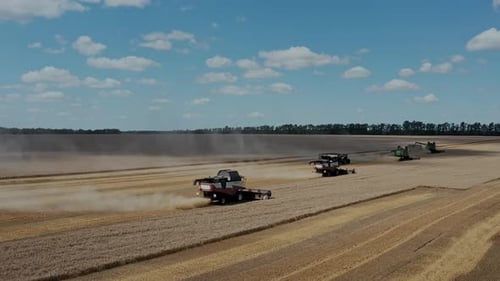 Harvester Harvests Wheat Crop On Field