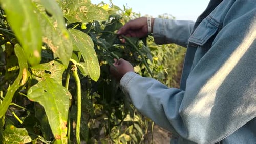 Farmer's Hand Touching Long Bean Vegetables