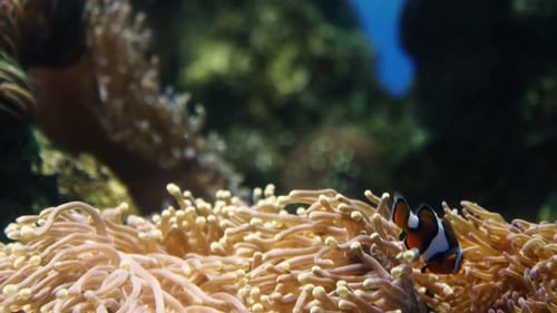 Clown fish swimming near an anemone.