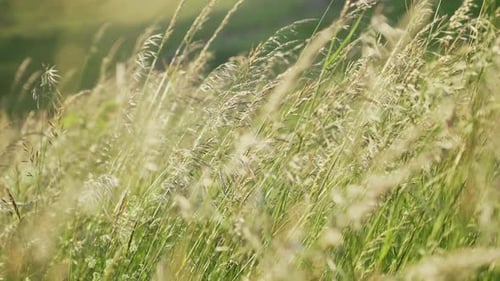 Cinematic close up corn wheat crops waving in wind on field. Landscape plants farming on sunny day