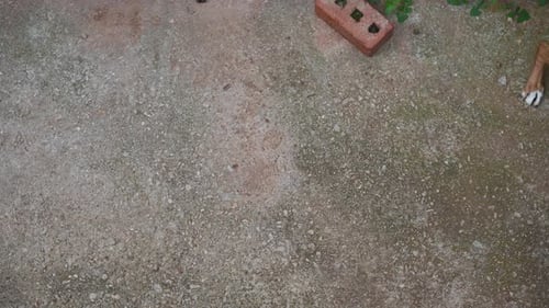 High angle view of aggressive dog