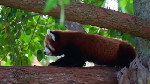 A red panda (Ailurus fulgens) lying down on the tree branch, close up shot.