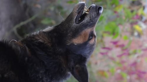 Aggressive Barking Old German Shepherd Aggressive Dog Shows Dangerous Teeth Vertical Video