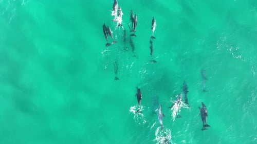 Pod of Dolphins swimming in large numbers through the blue waters of North Stradbroke Island. Jumpin