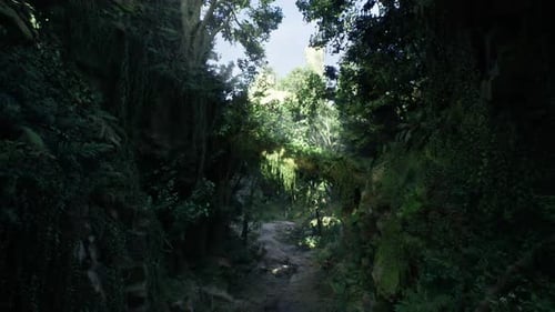 Immersive Forest Path Nature Walk Through