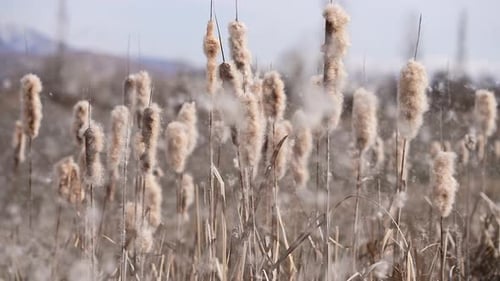 Cattails Releasing Seeds in a Sunny Field