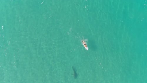 A drone view of sharks swimming in clear water, Hadera in Israel