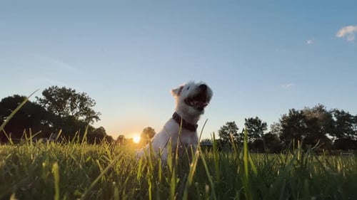 Happy Dog Sitting in Grassy Field at Sunset