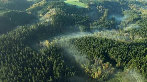 Panoramic View Of Coniferous Thicket During Misty Morning Near Sommerain, Houffalize, Belgium. Aeria