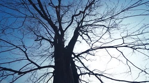 A silhouette of a huge, dark, leafless tree against the blue sky. A walk around.