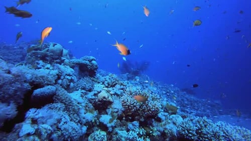 Reef Underwater Tropical Coral Garden