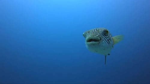 Yellow puffer fish swimming in from the blue water to the camera then away.