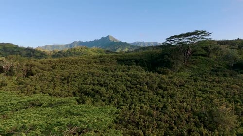 Deep in the Jungle | Aerial Drone View of Dense Rainforest Canopy