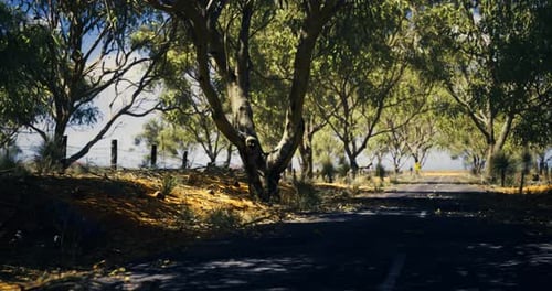 Scenic Rural Road Lined with Trees in a Sunny Landscape During Daytime