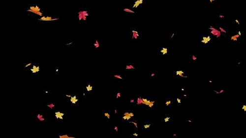 Falling Maple Leaves on Transparent Alpha Loop