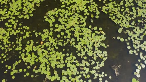 Top Down Aerial View of Pretty Water Lily Pads in Large Pond. Nymphaeaceae