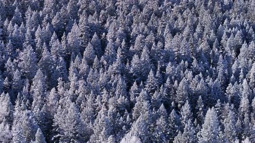 December Christmas Xmas frosty frosted aspen pine conifer trees forest first snow aerial cinematic d