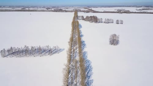 Baumreihe auf schneebedeckten Feldern, kahle Felder im Winter