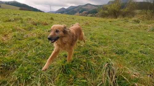 Cute Dog Running in Spring Nature