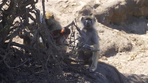 Bébé babouin jouant avec des adultes en Afrique