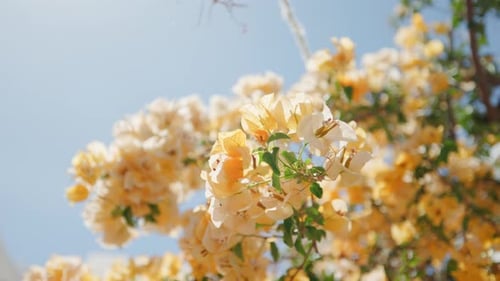 Close up view of bougainvillea flowers