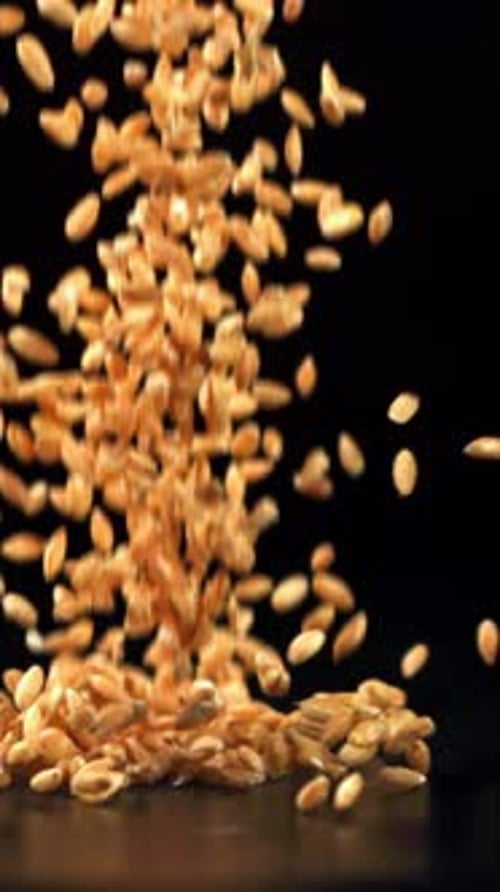 Wheat Grains Fall on the Table Filmed on a Highspeed Camera at 1000 Fps