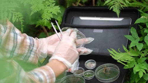 In a Wooded Area an Ecologist Takes Plant Samples and Places Them in a Container for Research in the