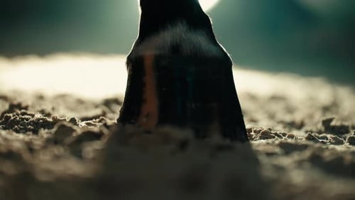 Imagen de una pezuña de caballo sobre un suelo de tierra iluminada por una luz atmosférica de color verde azulado