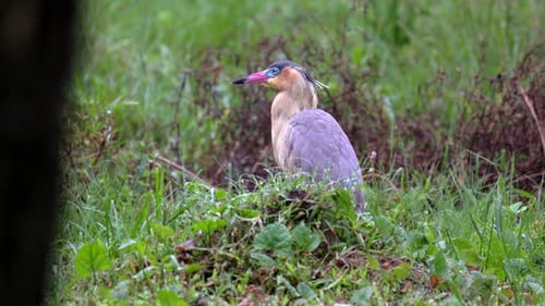 Rainforest marsh with exotic tropical Whistling Heron over savanna grassland in wetland water2