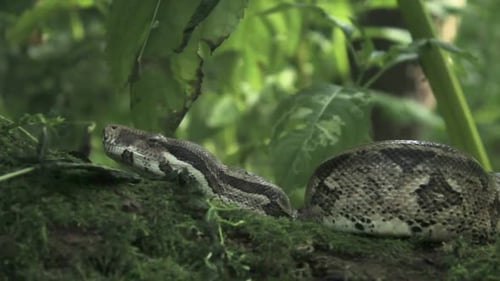 Folge links und enthülle Snake of a Branch — 10-Sekunden-Version 1080p