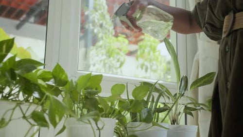 Person Watering Indoor Plants by the Window