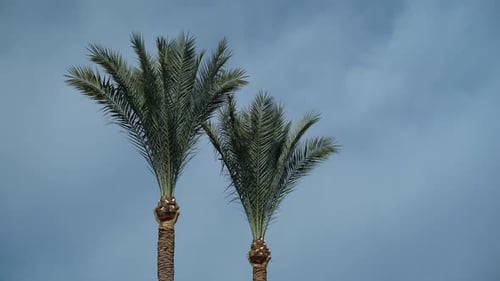 Zwei grün getrimmte Palmen vor blauem Himmel