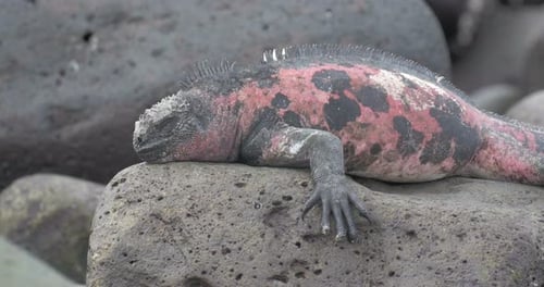 Marine Iguana sleeping on a Rock