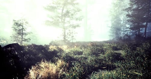 Mysterious Forest Landscape Shrouded in Fog During Early Morning Light