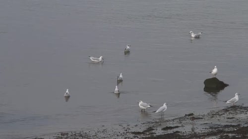 Lachmöwen, Chroicocephalus ridibundus, im Wintergefieder an der Küste.
Niederlande